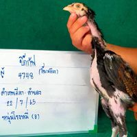 ซุ้ม ทองมานะ ไก่ชนสายเลือดหมอเชษฐ์