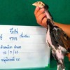 ซุ้ม ทองมานะ ไก่ชนสายเลือดหมอเชษฐ์