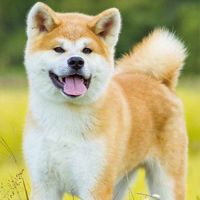 秋田のみんなで楽しく話そう