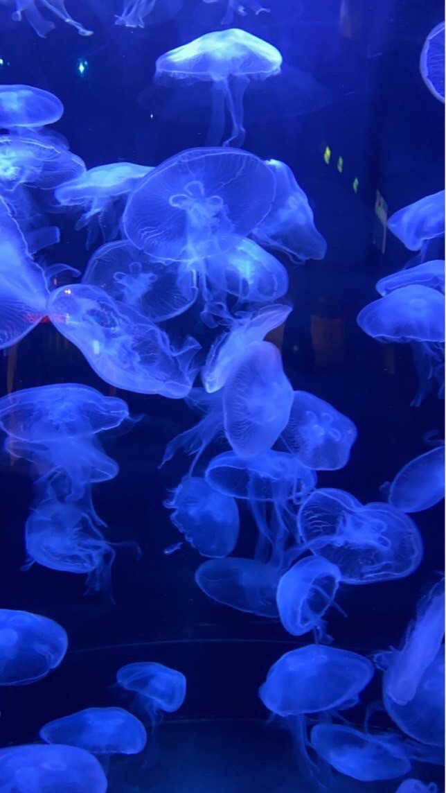 aquxrium 𝓜𝓪𝓴𝓲𝓷𝓲𝓽𝓽𝓪 ่ 🪸🌊