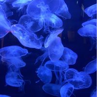aquxrium 𝓜𝓪𝓴𝓲𝓷𝓲𝓽𝓽𝓪 ่ 🪸🌊