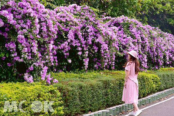 紫藤瀑布超驚豔 期間限定花海秋必賞 景點家 Line Today