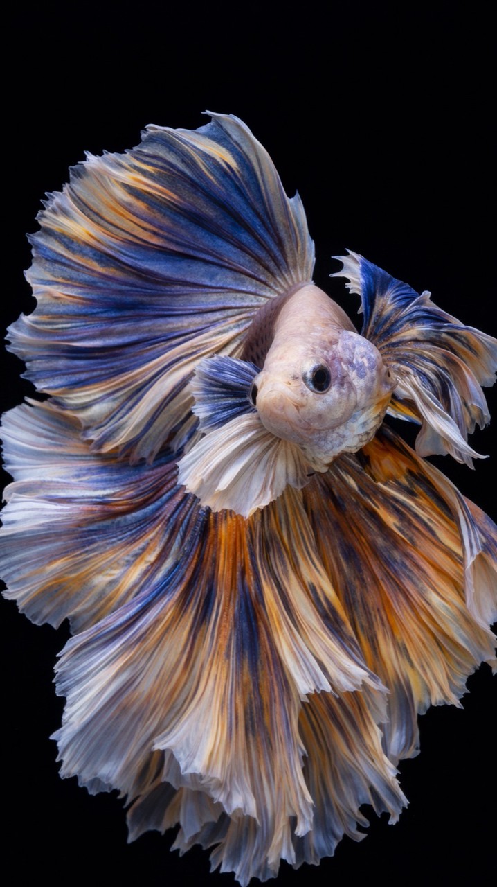 🎏✨獅王展示級鬥魚專賣店專屬群✨