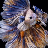 🎏✨獅王展示級鬥魚專賣店專屬群✨