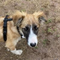 ペット探偵エマージェンシーペットサービス