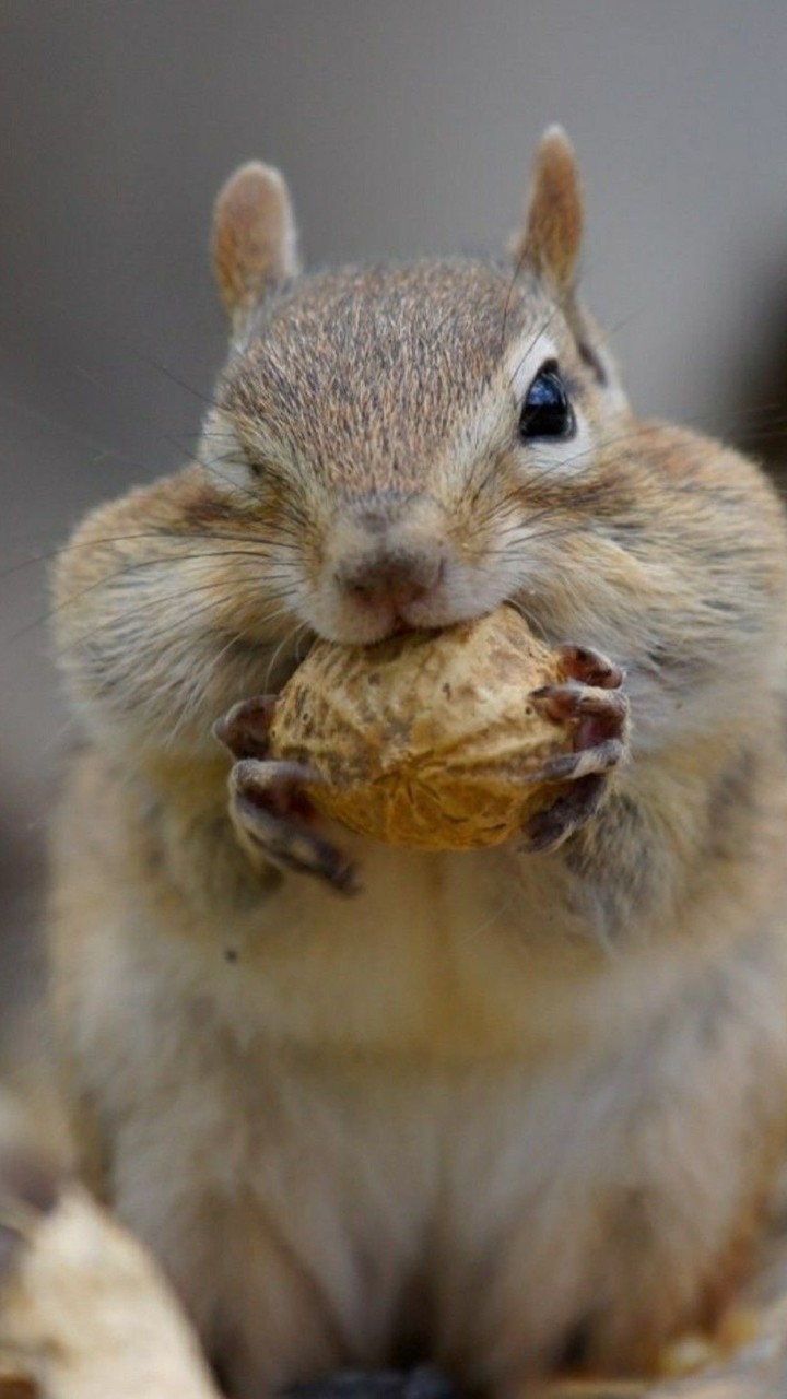 🐿️บ้านกระรอกน้อยครับ