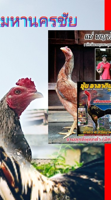 กัปตันชัยพม่านินจ้าม้าล่อรำวงสายแทง