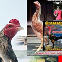 กัปตันชัยพม่านินจ้าม้าล่อรำวงสายแทง