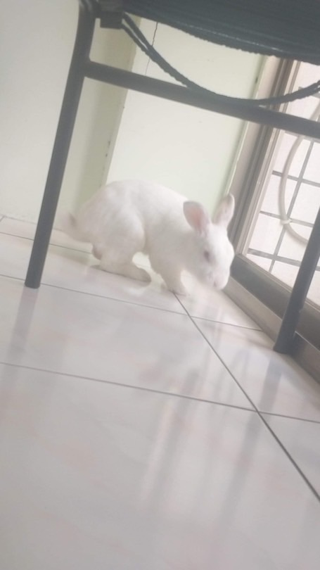拔冬瓜