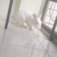 拔冬瓜