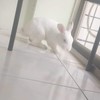 拔冬瓜