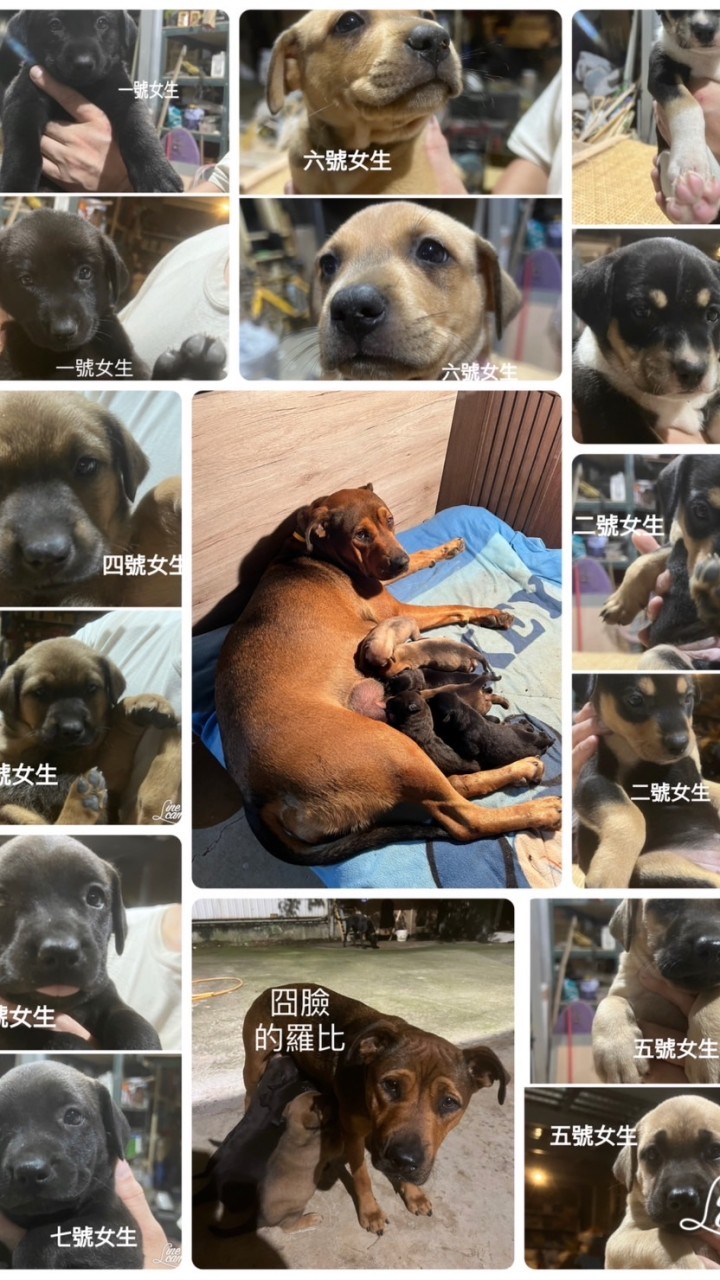 羅比與她的八隻狗狗
