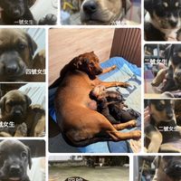 羅比與她的八隻狗狗