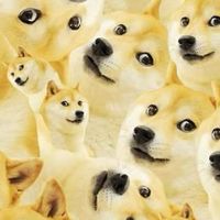 Shiba