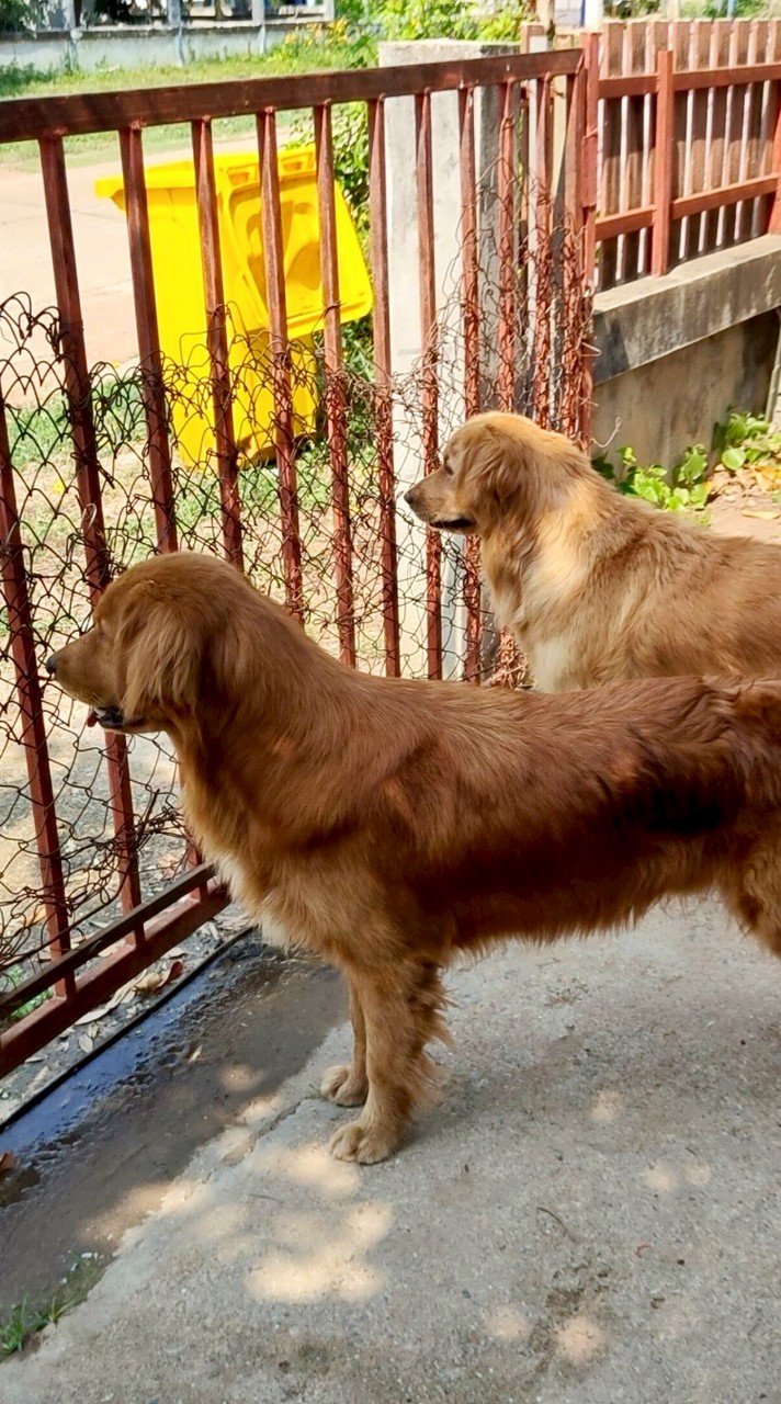 ไข่ดาว & ไข่ตุ๋น