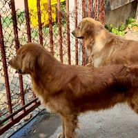 ไข่ดาว & ไข่ตุ๋น