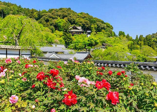 在花之御寺 奈良 長谷寺 與日本最大的觀音菩薩結緣 Live Japan Line Today