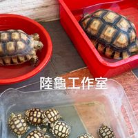 霸天陸龜專賣