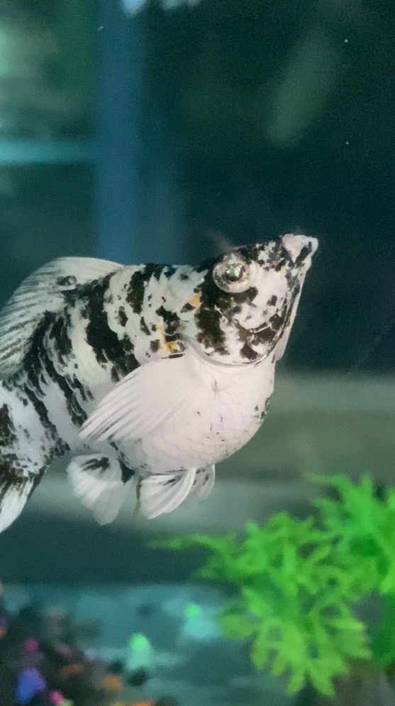 บ้านปลาสวยงามราคาถูก🐟☺️🐟