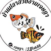 บ้านปลาสวยงามราคาถูก🐟☺️🐟