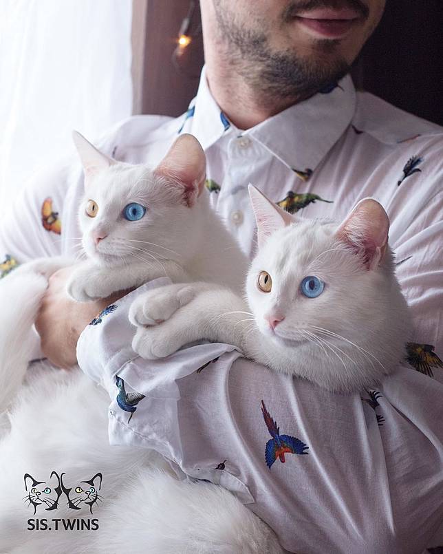 Nama Kucing Putih Mata Biru - 81021+ Nama Untuk Kucing Comel, Lucu dan Unik