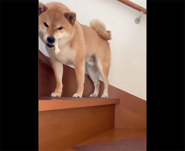 ガムを拾ってほしい柴犬 顔の圧がスゴイ