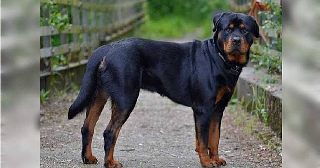 暴風來襲！69歲老翁爬梯不慎摔落　竟遭5愛犬啃咬慘死