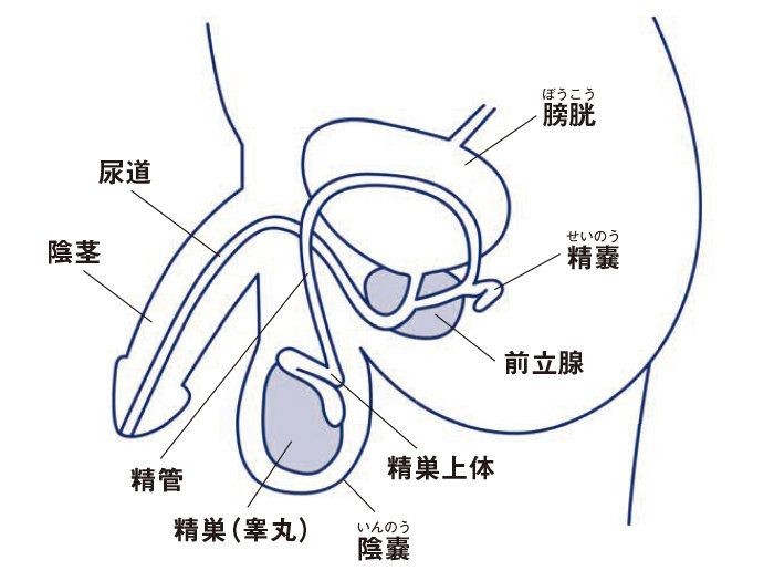 不妊の原因の半分は男性 思い込みが発見を遅らせることも