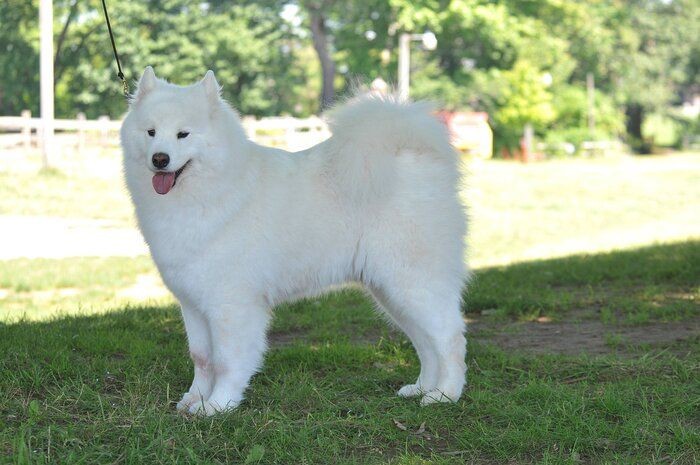 犬好きならチャレンジしてみたい 激ムズ犬種クイズ