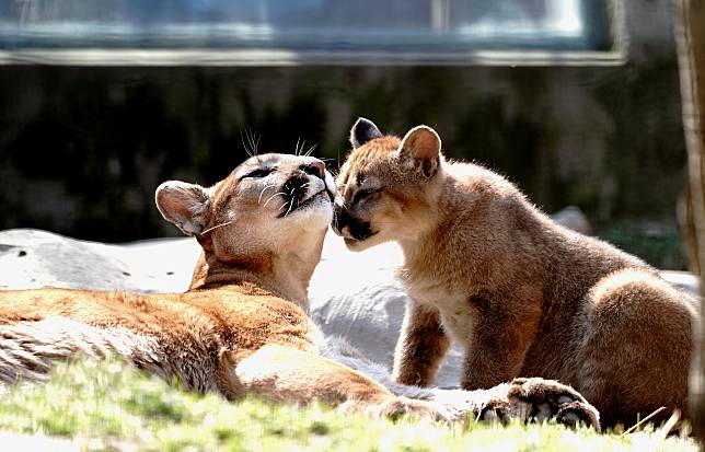 Puma Cubs Born At Shanghai Zoo Get Names Xinhua Line Today