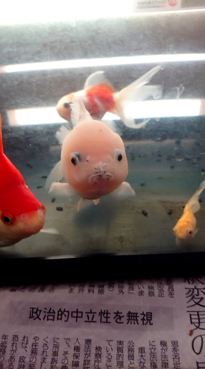 好き好き金魚倶楽部別室