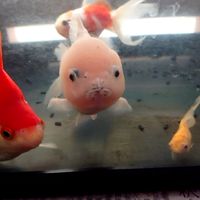 好き好き金魚倶楽部別室