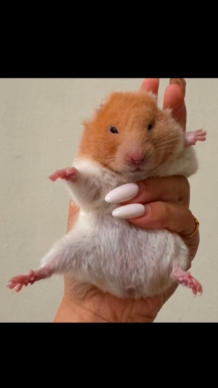 鼠勾以倉鼠小舖🐹