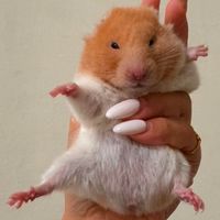 鼠勾以倉鼠交流群🐹