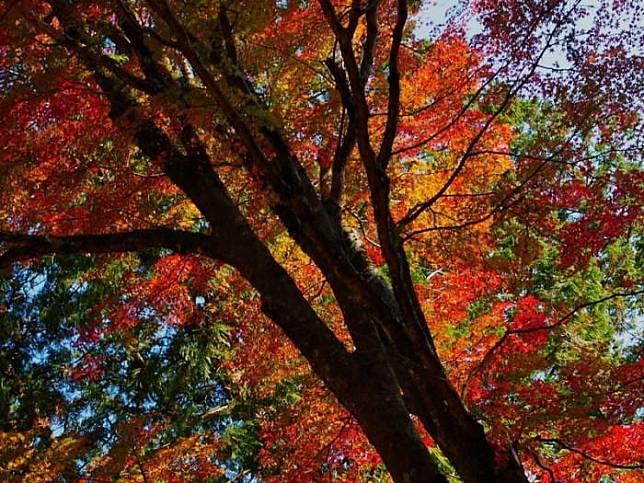 箱根 兩大紅葉景點 長安寺 與夢幻芒草 仙石高原 Matcha日本線上旅遊雜誌 Line Today