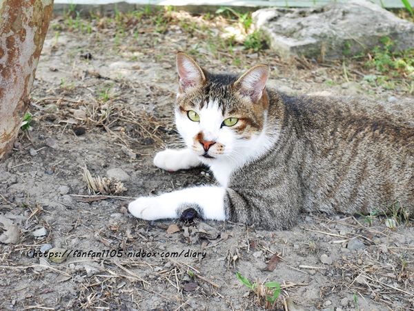 深坑美食【Monet cafe%5C Manor 莫內咖啡莊園】#寵物友善餐廳 #藜麥燉飯 #深坑咖啡廳 #新北美食 (34).JPG