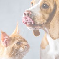 一起來和動物心傳心