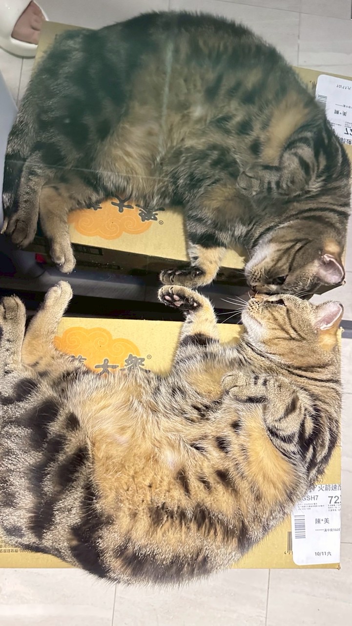 YouTube 狼默聊天室