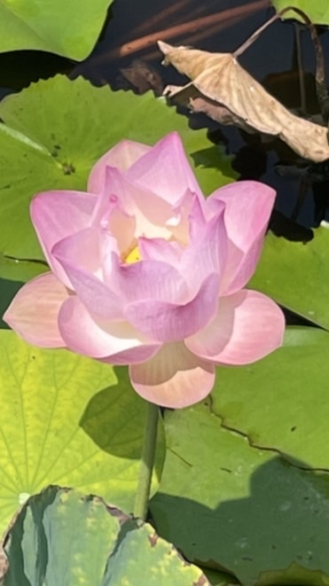 廣海明月～討論提綱