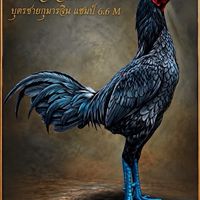 ธ.กิตติธรฟาร์ม มุกดาหาร