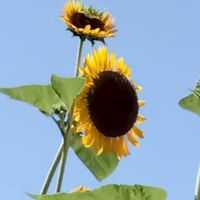 膠原病患者のつどい