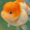 Banzai Goldfish