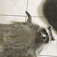 減肥互助會