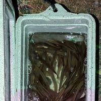 琵琶湖小鮎釣り/ワカサギ掬い&ヒラメ釣り 関西ルアー初心者🔰