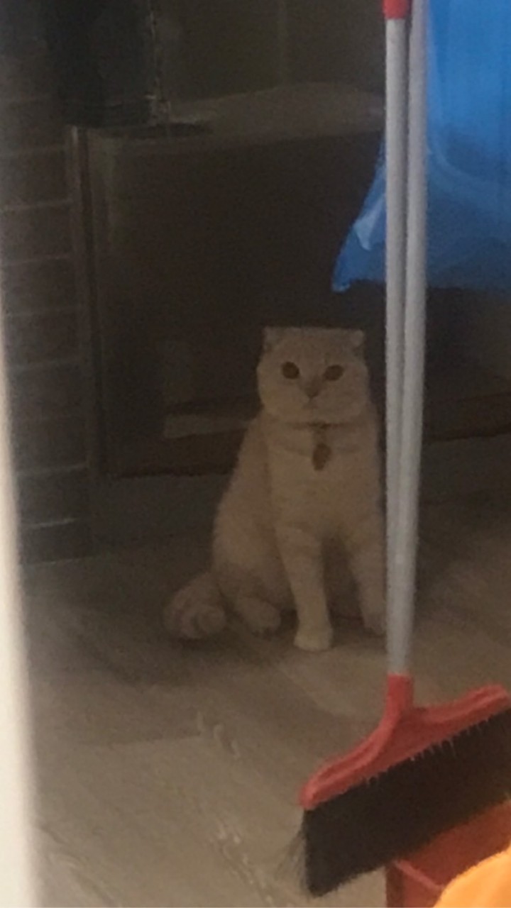 圓仔群