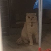 圓仔群