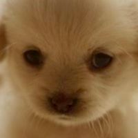 狗狗貓貓可愛照分享群
