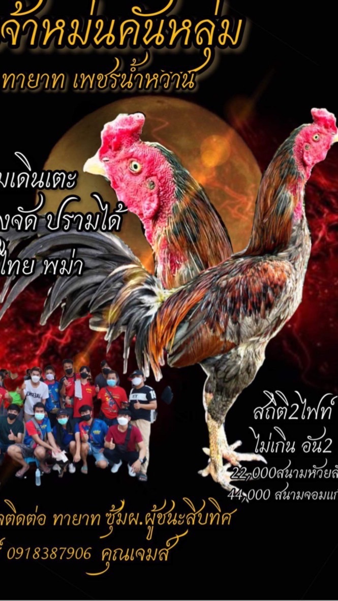 ซุ้มไก่หนุ่มฟาร์มเชียงราย(สายเหนือ)