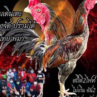 ซุ้มไก่หนุ่มฟาร์มเชียงราย(สายเหนือ)