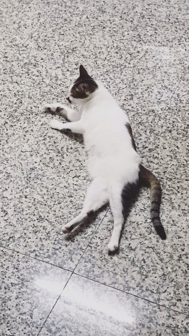 我養了一隻貓